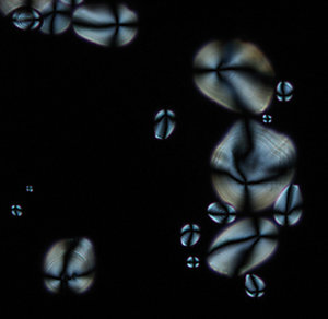 Potato starch polarized under a microscope.