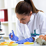 Woman testing eggs, in a laboratory.
