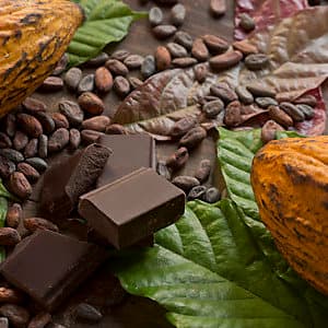 Cocoa composition with two real cacao fruits, cacao leaves, nibs and dark chocolate chunks in the center, showing the different stages of chocolate. 