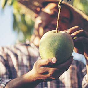 Close-up of a mango that a farmer is inspecting for quality.