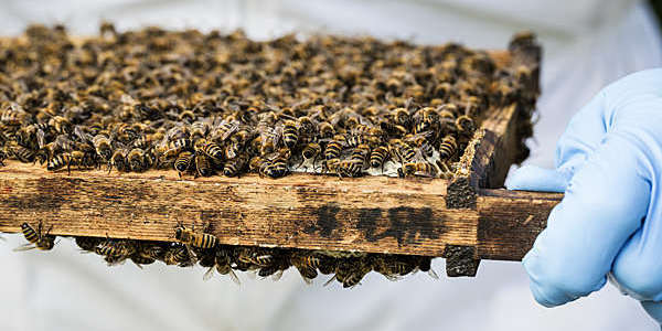 Beekeper wearing protective suit at work, inspecting wooden beehive. 