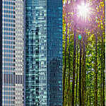 Leafy green trees stand tall amid city skyscrapers.