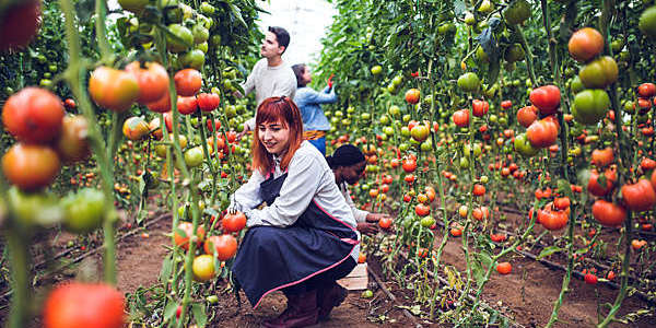 Farmers picking fresh tomatoes.