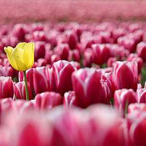 Close-Up of one yellow tulip among pink ones. 