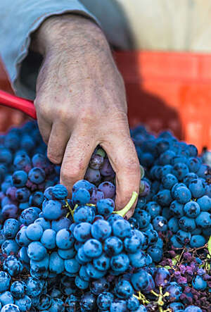 Close-up of a vintner's hand grasping a bunch of blue grapes in a red container.