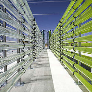Vanishing perspective of tubular bioreactors filled with green algae that are used for carbon sequestration.