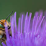 Close-up photography of a bee with pollen on the flower of a thistle.